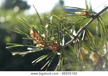 pine branch