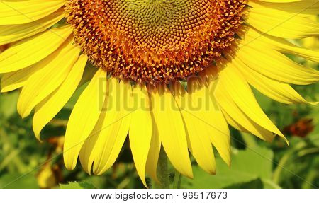 Looking closer at the half sunflower.Selective&soft focus used.