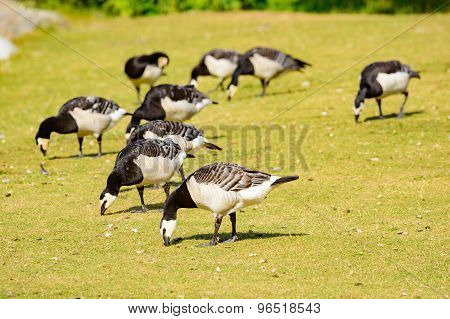 Barnacle Goose (branta Leucopsis)