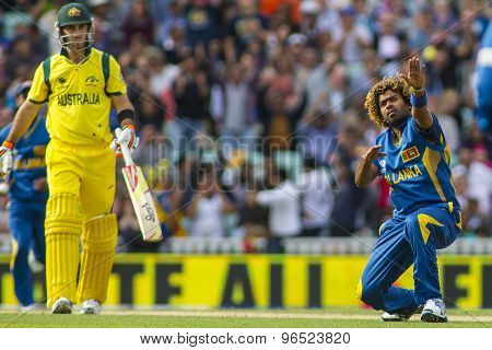 LONDON, ENGLAND - June 17 2013: Sri Lanka's Lasith Malinga celebrates taking the wicket of George Bailey during the ICC Champions Trophy international cricket match between Sri Lanka and Australia.