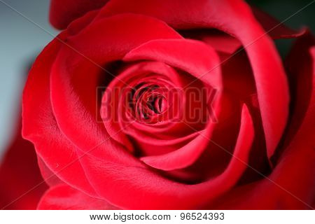 Beautiful Fresh Red Rose. Close Bud. Flower.
