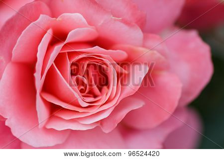 Large Flower Roses. Pink Rose. Close-up. Blurring Background.