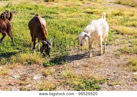 Sheeps in a meadow