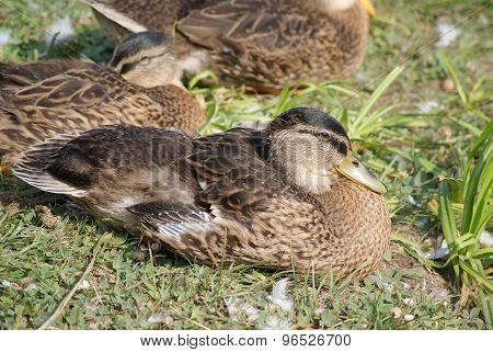 The Wild Female Mallard Duck ( Anas Platyrhynchos ) With Other Ducks
