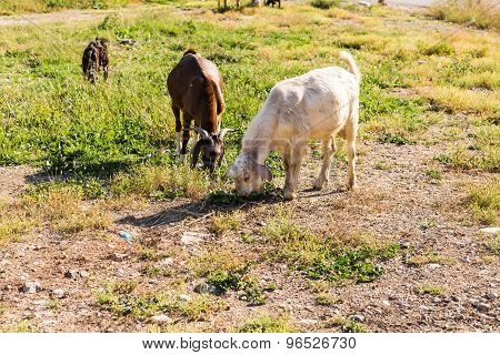 Sheeps in a meadow