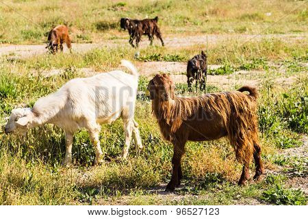 Sheeps in a meadow