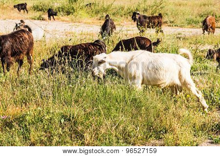 Sheeps in a meadow