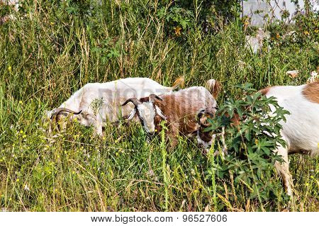 Sheeps in a meadow