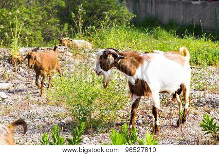 Sheeps in a meadow