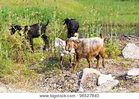 Sheeps in a meadow