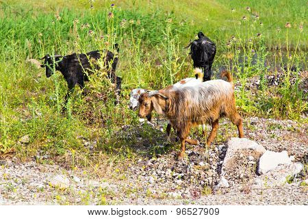 Sheeps in a meadow