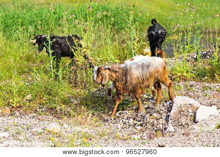 Sheeps in a meadow