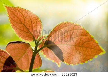 Beauty Colorful Leaves And Sun Light Pours Through. Purple, Green And White Colors. Spring Or Summer