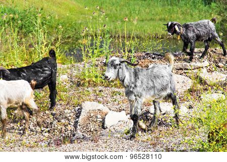 Sheeps in a meadow