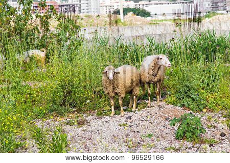 Sheeps in a meadow
