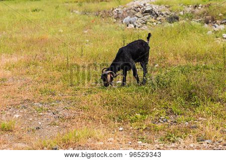 Sheeps in a meadow