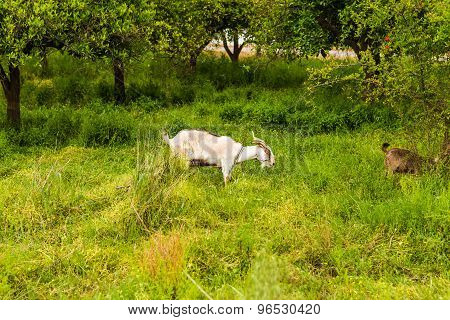 Sheeps in a meadow