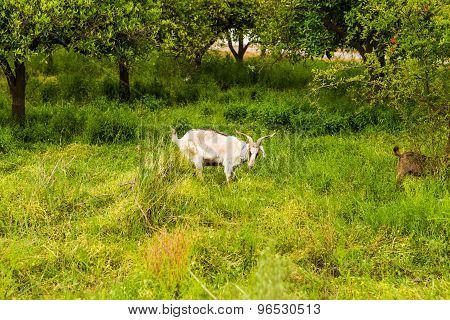 Sheeps in a meadow