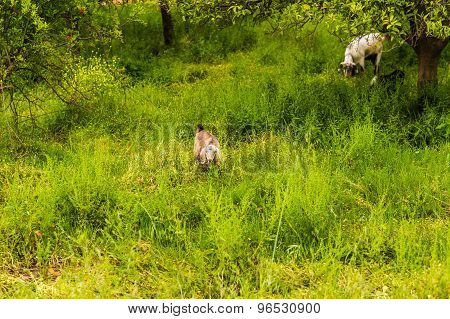 Sheeps in a meadow