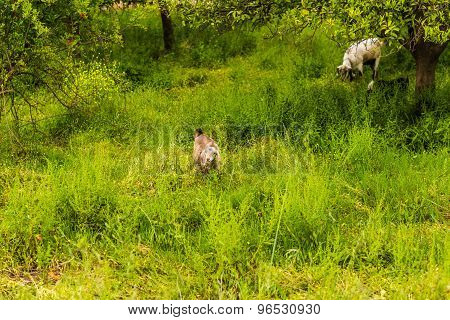 Sheeps in a meadow