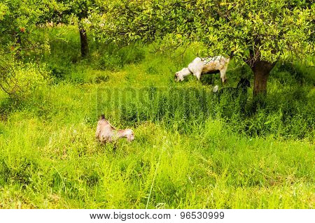 Sheeps in a meadow
