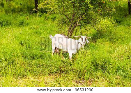 Sheeps in a meadow