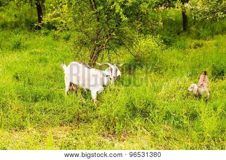 Sheeps in a meadow