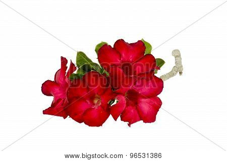 Desert Rose Flower Isolation
