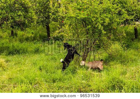 Sheeps in a meadow