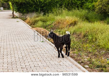 Sheeps in a meadow