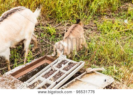 Sheeps in a meadow