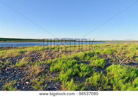Tundra Landscape