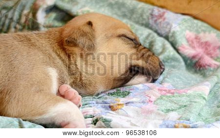 Picture of a Cute amstaff pyppy sleeping