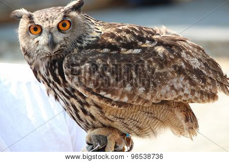 close up owl