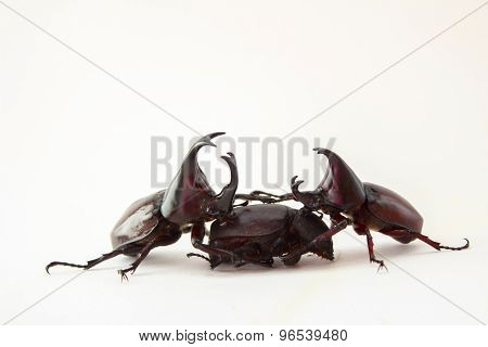 Stag Beetle