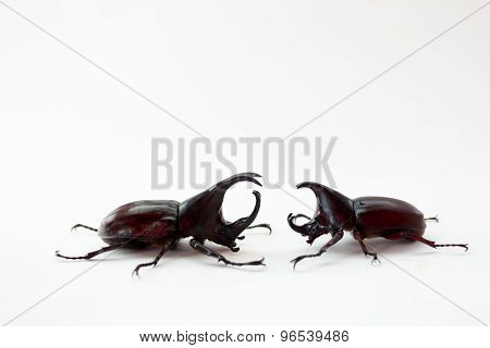 Stag Beetle Fight