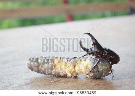 Stag Beetle