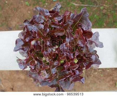 Vegetable, Hydroponics