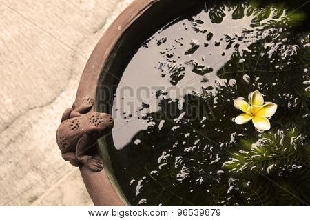 frog flower