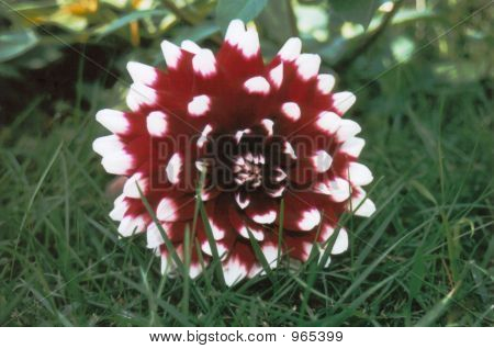 Redflower