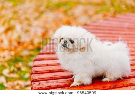 White Pekingese Pekinese Peke Whelp Puppy Dog Sitting On Wooden