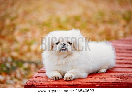 White Pekingese Pekinese Peke Whelp Puppy Dog