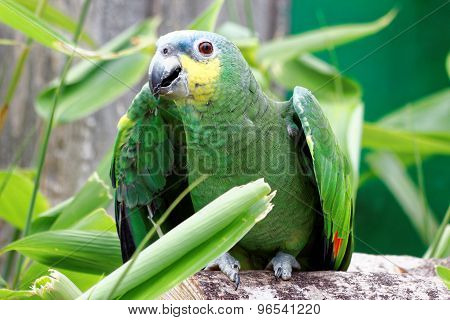 Macaw Parrot