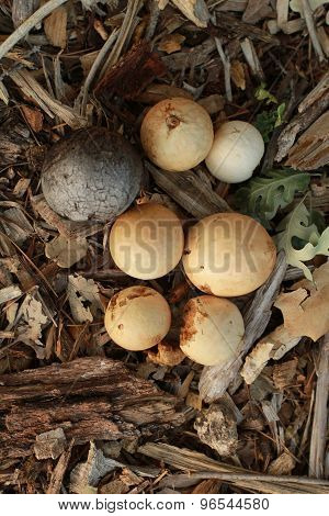 Thus is a group of variously sized oak galls on the forest floor of Thousand Oaks Park in San Jose, California