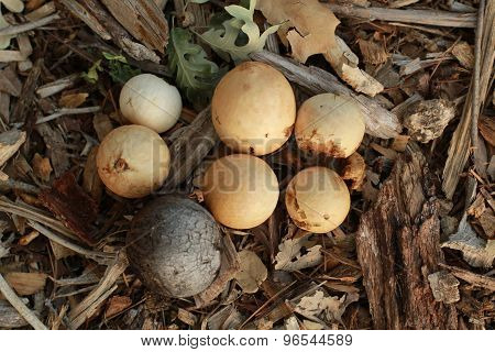 A group of variously colored oak galls, wood chips and some leaves at Thousand oaks Park in san Jose, california