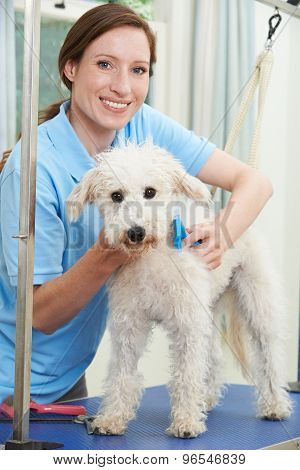 Pet Dog Being Professionally Groomed In Salon