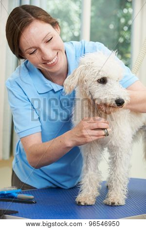 Pet Dog Being Professionally Groomed In Salon