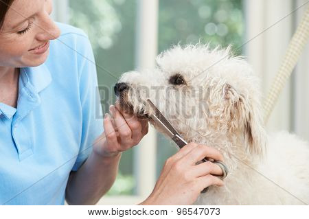 Pet Dog Being Professionally Groomed In Salon