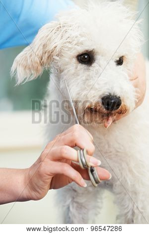 Pet Dog Being Professionally Groomed In Salon