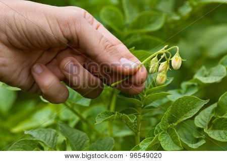 Women Hand Picking Flowers From The Potatoes